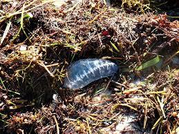 Coupon Bight Aquatic Preserve