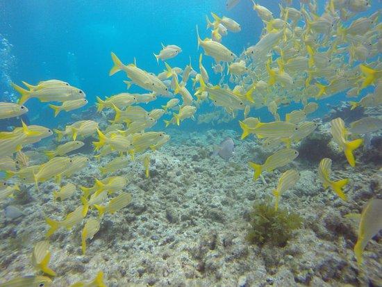 Scuba-Fun
