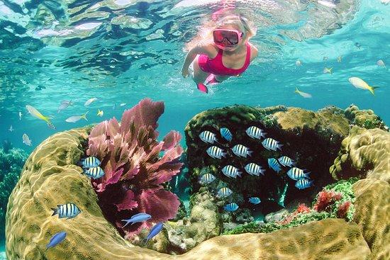 Sundiver Snorkeling Tours
